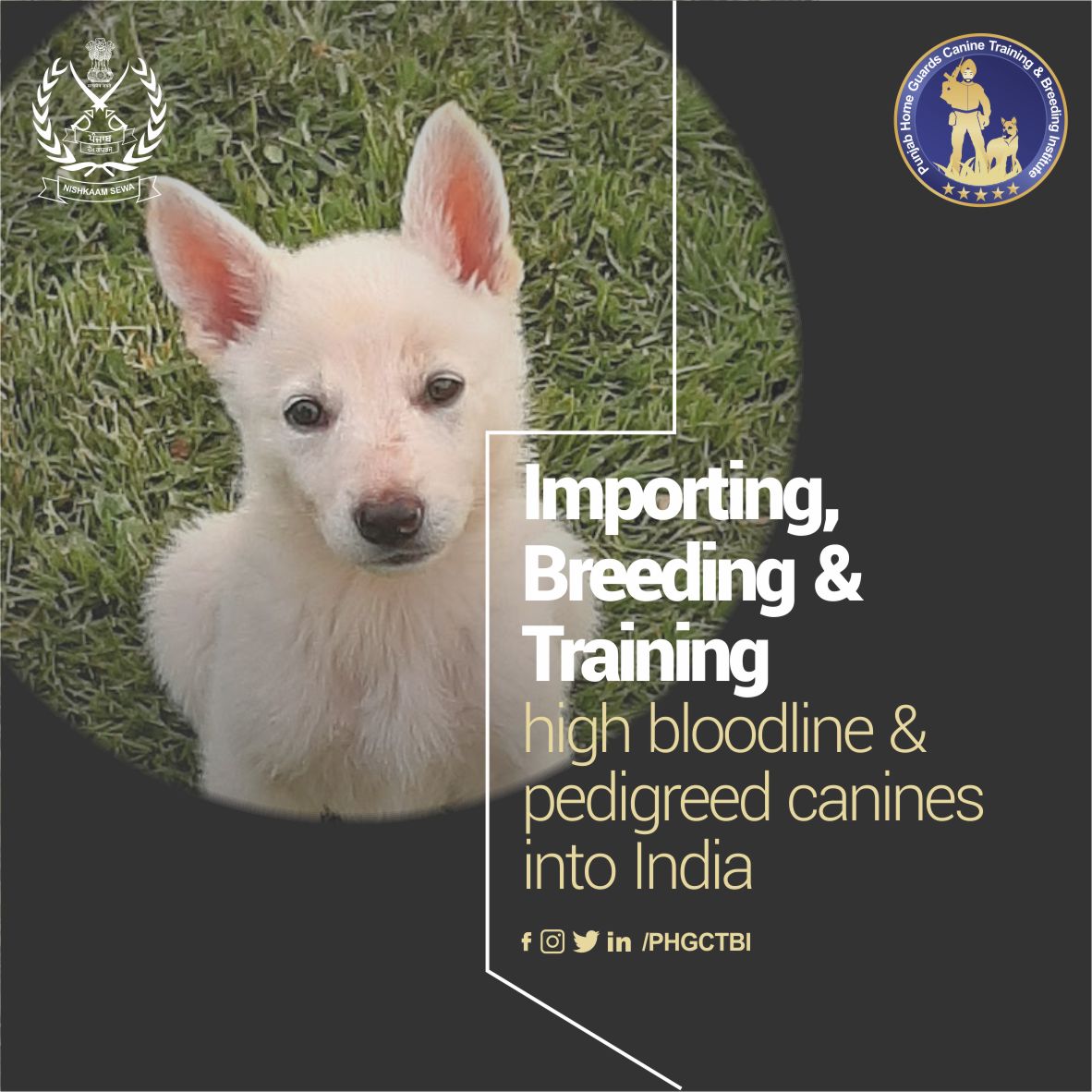 PHGCTBI's tweet photo. Punjab Govt's joint venture to import, breed and train high bloodline &amp; pedigreed #canines to India. #PHGCTBI assist dogs to become physically active &amp; train them in different aspects for various Indian (State &amp; Paramilitary) Forces.
#k9dogs #caninetraining #k9unit #k9handler https://t.co/Ujb8WRHywW