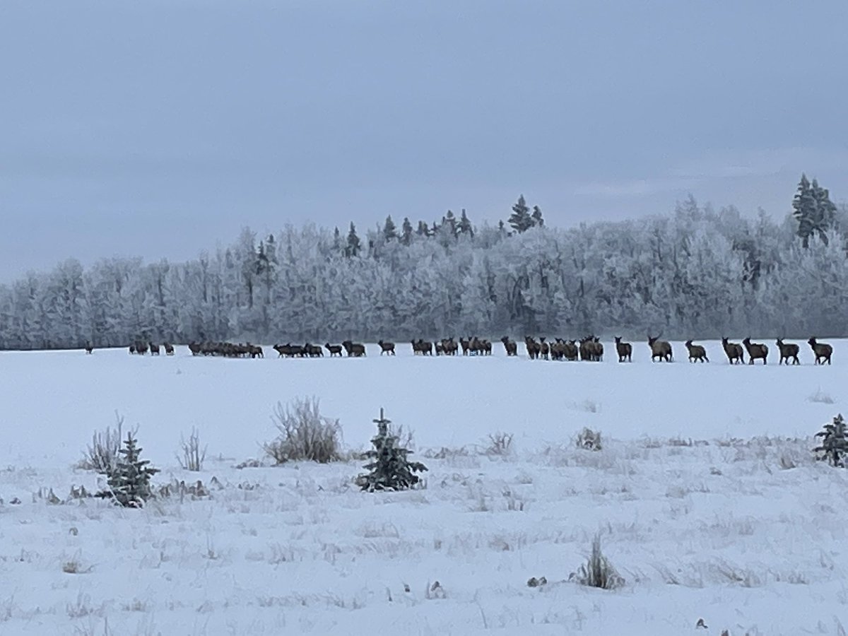 altahunthelp's tweet photo. Sure you can find the elk but then you gotta get permission to hunt them. We got permission on over 80 quarters of land in two days. You got a put on the miles and do some super navigation to find the Landowners. The #ihunter app worked awesome for this…🙌🏻🙂
#Alberta #Hunting https://t.co/JhoYEm5le5