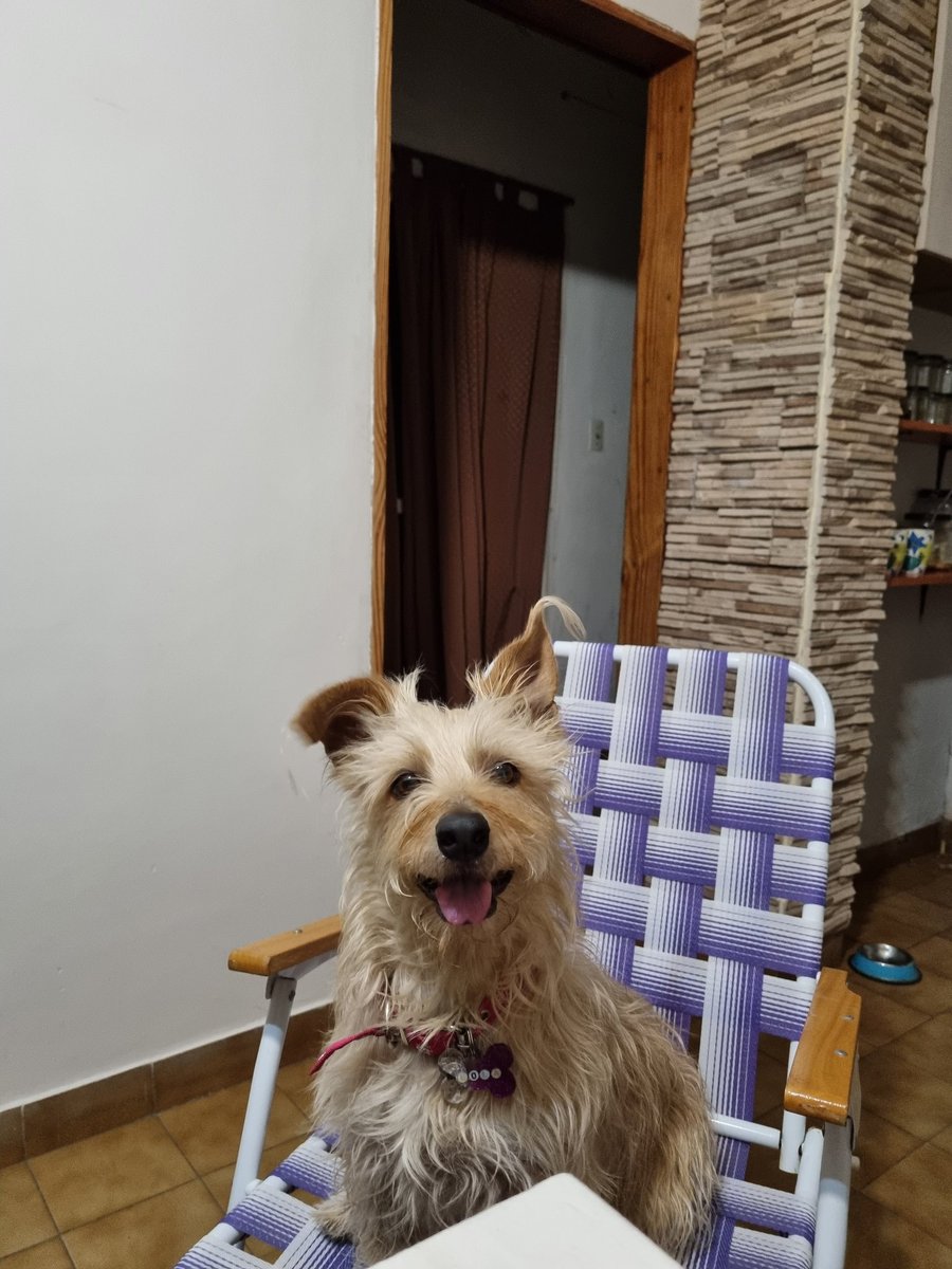 FeliDominguezS's tweet photo. Lola y Vaqui 🧡 https://t.co/1jORJqfOVF