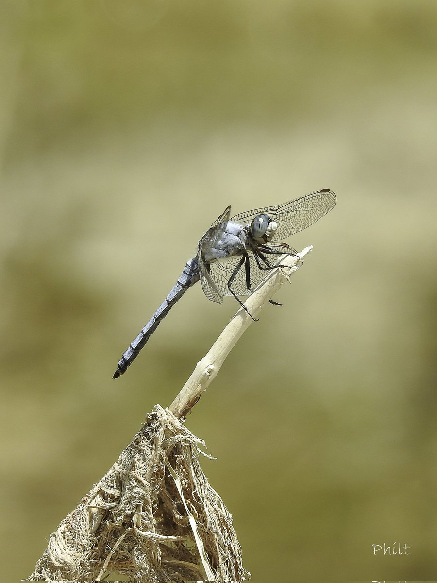 Orthétrum brun ♂️
(Orthetrum bruneum)
 
#libellule #dragonfly #macro #nikonp900