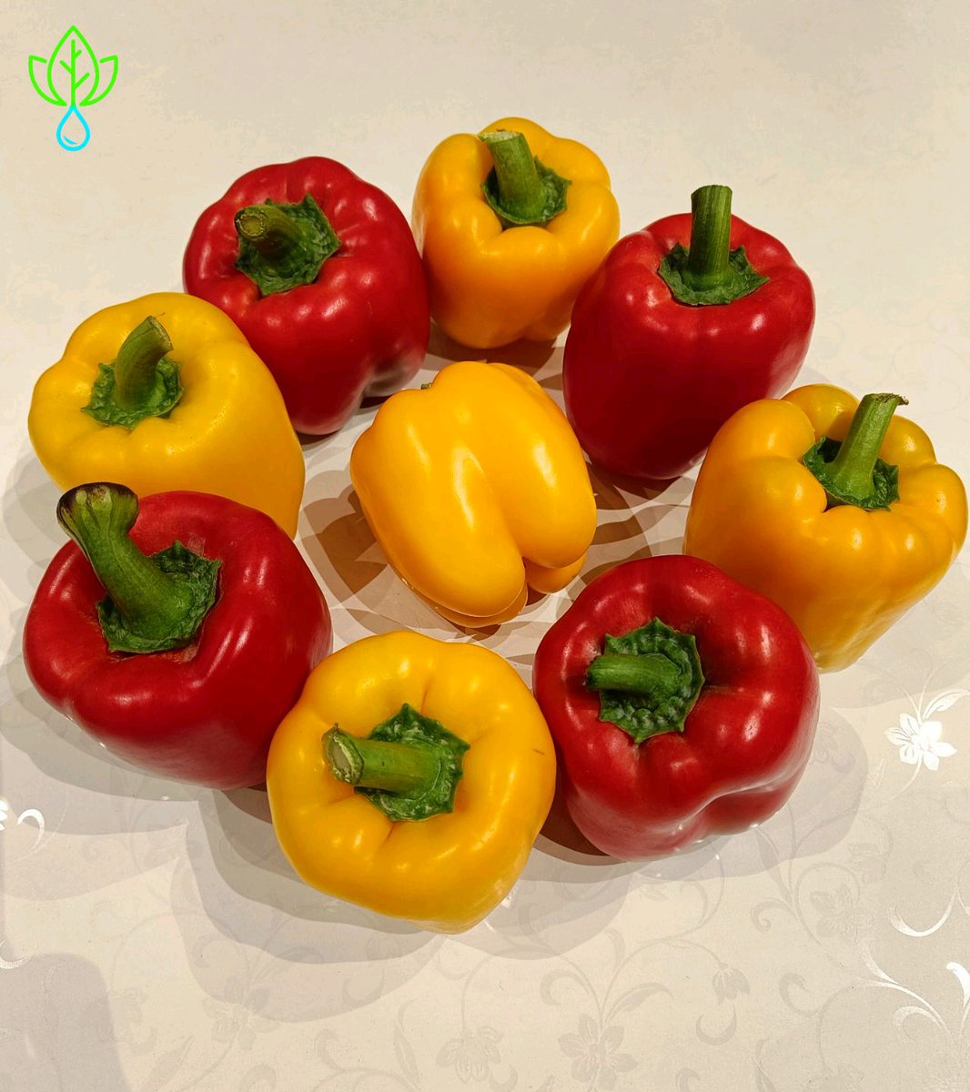 DefarmerAlex's tweet photo. Greenhouse bell peppers 
Size= 300sqm
Number of plants= 647
Yield= 2-5 kg per plant
Price per kilo = 60
Set up cost = 14k USD.
Projected revenue for first cycle= 6k USD. 
2 cycles in a year.

What do you think.? Worth your investment? https://t.co/7fUcInZzZt