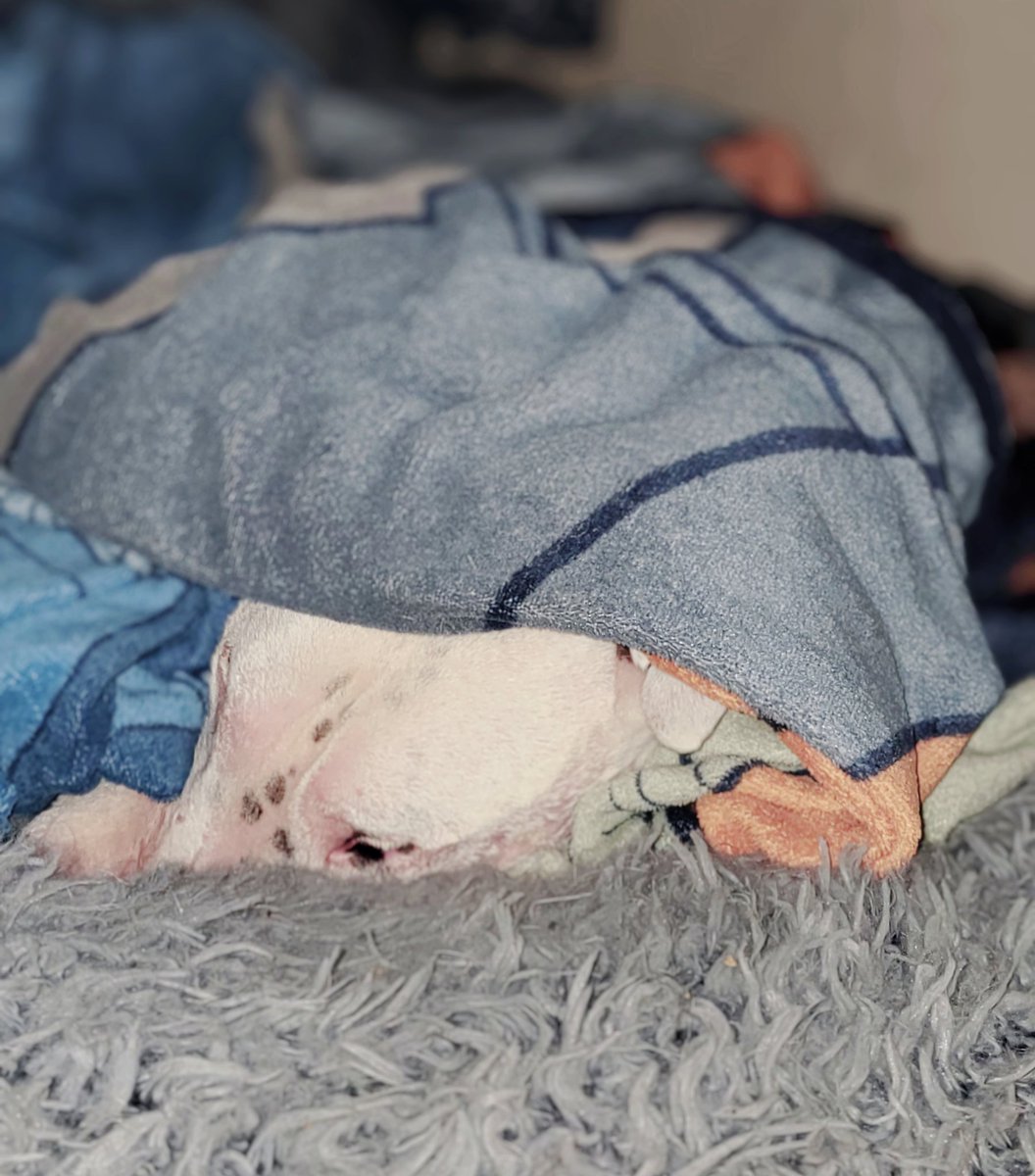 A warm and cozy boy.
#GoodNightBullies 
#BuenasNochesBullies