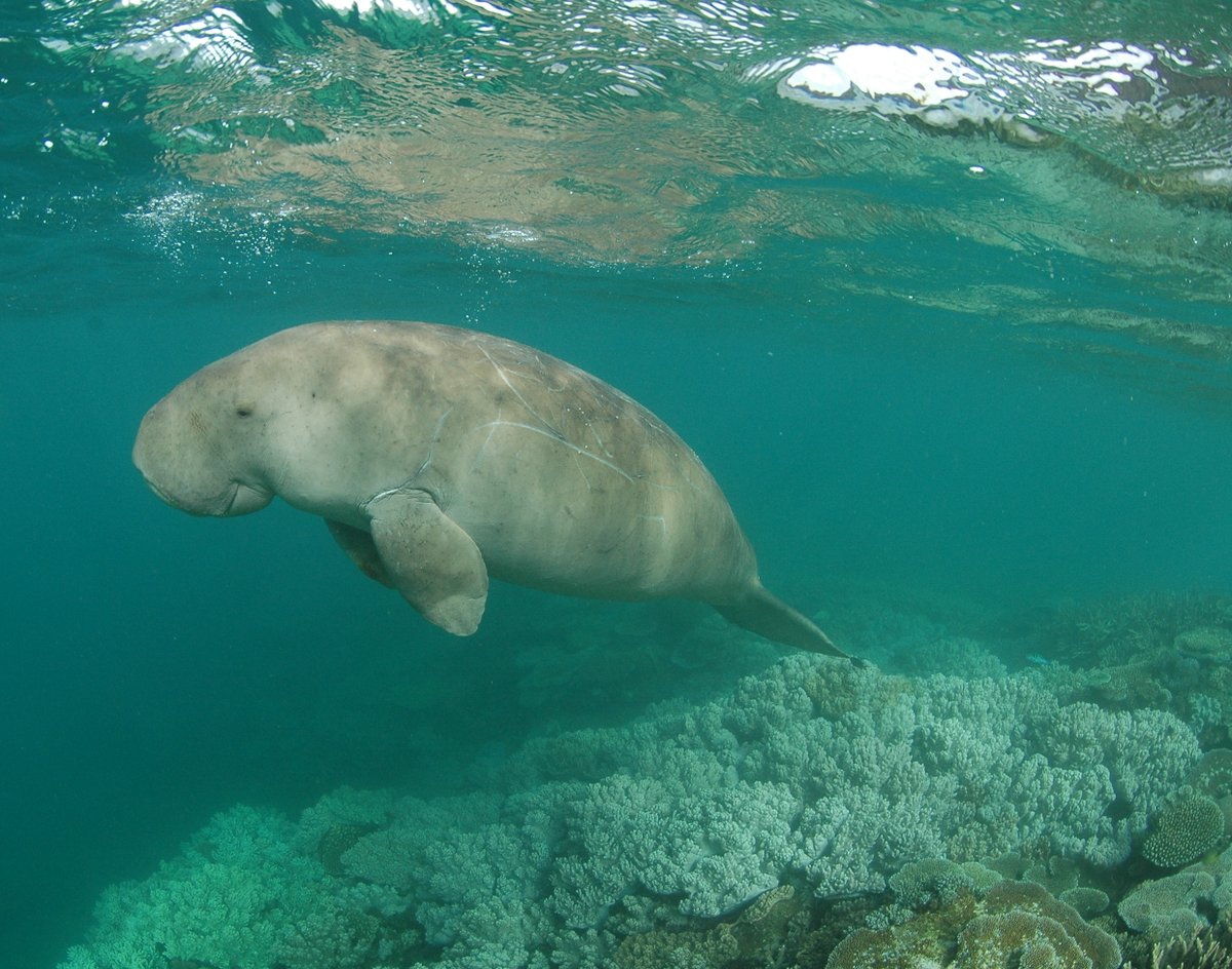 #PhD project available on #dugong population #genomics based in sunny Townsville @jcu Qld, Australia. Details here: marine-omics.net/phd-projects-o… @CCleguer @iracooke @TropWATER @MarineOmics #dugong #conservation 🧬🧬🧬Apply by 6 Feb. Please RT!!