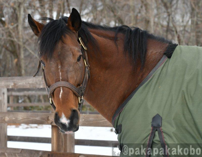 メンコ外したブルドッグボスさん。お元気な様子。☺️