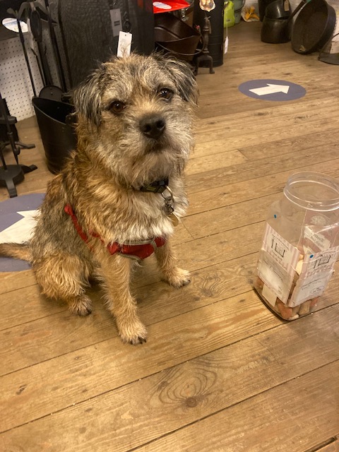 Can't believe shop dog Seymour is 6 today! He's currently lounging on the sofa but we've always got treats on hand for him and our doggy customers!