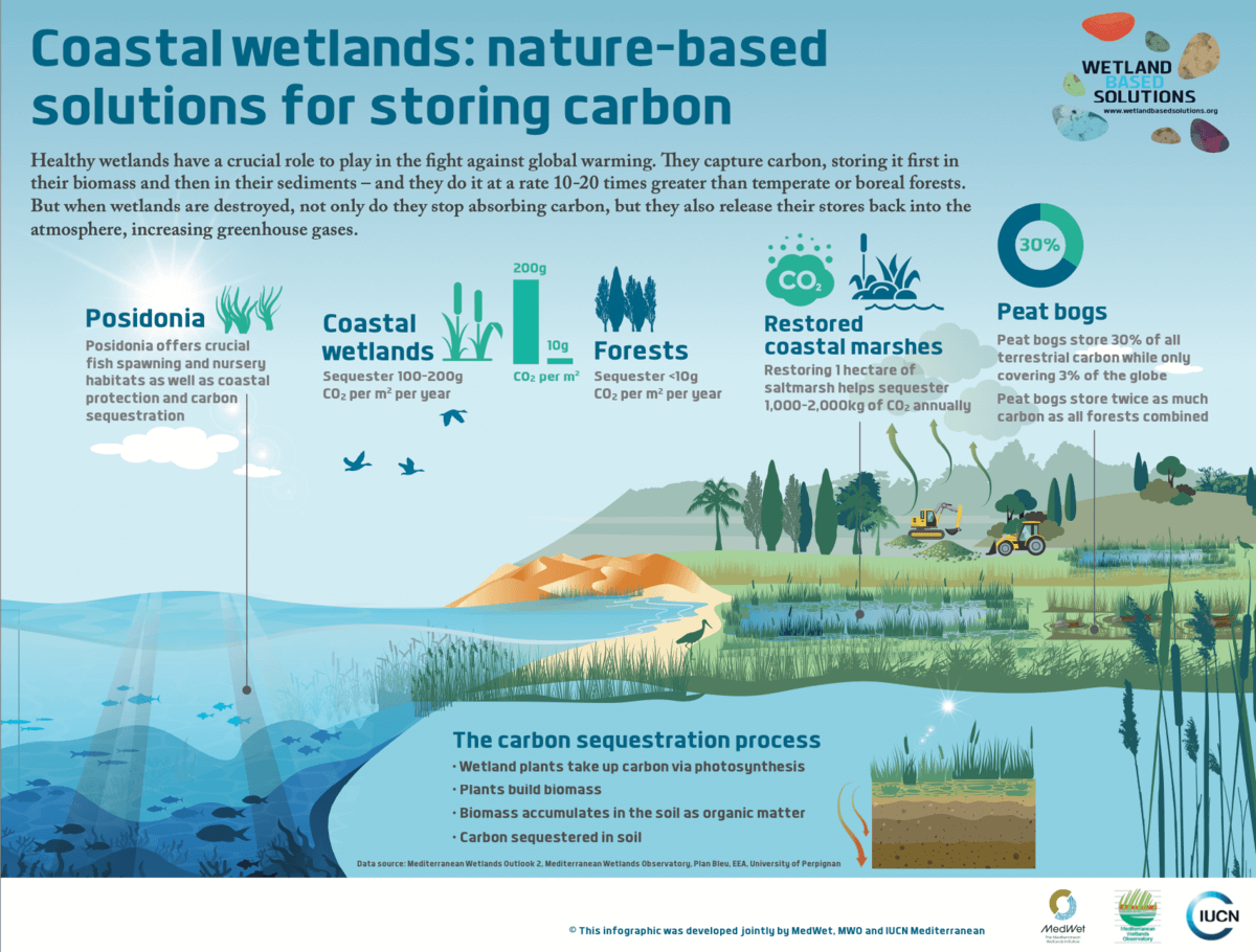 How can #CoastalWetlands act as #NatureBasedSolutions to reduce the impact of  #ClimateCrisis? Are they powerful allies in the fight against #GlobalWarming? How can they be a sustainable solution for storing carbon?
👉Discover more through the infographic: bit.ly/3CU80vF