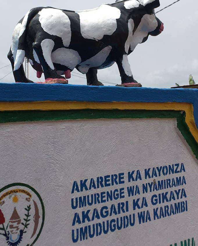 AngelMutabaruka's tweet photo. Iyi nyamaswa ni iyihe?  Gusa si inka! @KayonzaDistrict @RwandaEast @TV1Rwanda https://t.co/NQLZmYEKJb