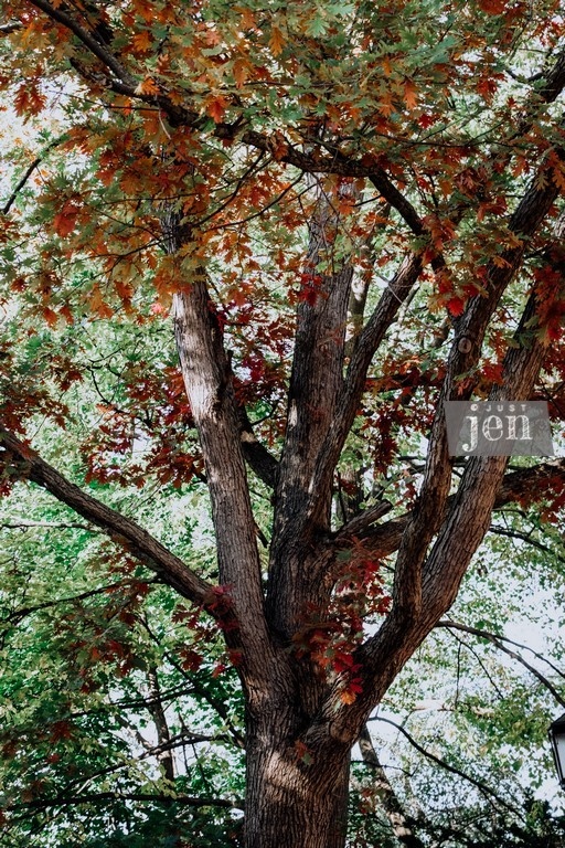 #jenjustshoots #woods #forestphotography #forest #walkabout #fairy #magical #mediation #inspiration #visualart #peaceful #interiordesign #greenorange #photography #fall #fallphotography #autumnphotography #magestic #orangeart #trees #treephotography #positivevibes #greenart