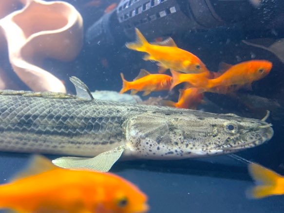 honhooon's tweet photo. 11月(30cm)←→1月現在(36cm)
#Polypterus #GiselasBichir #Congicus #laketanganyika #ギセラ #タンガニーカコンギクス #ギセラビチャー #わいるどもん https://t.co/2MvQMQsunN