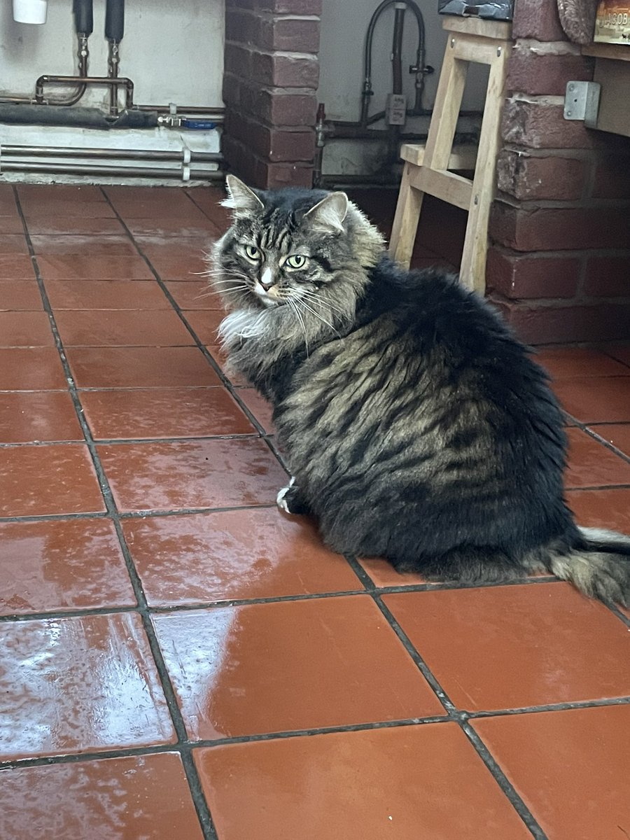 SJackaman's tweet photo. Clean up nearly finished at Brook Cottage- Supervised by Tilly. Itโs important to use hot soapy water & a disinfectant in all flooding clean-up as river water can carry farmyard manures & waste water @EcoverUK @LoveZoflora #riversevern #flooding #cleanup #mrsmop https://t.co/TuxawqakNv
