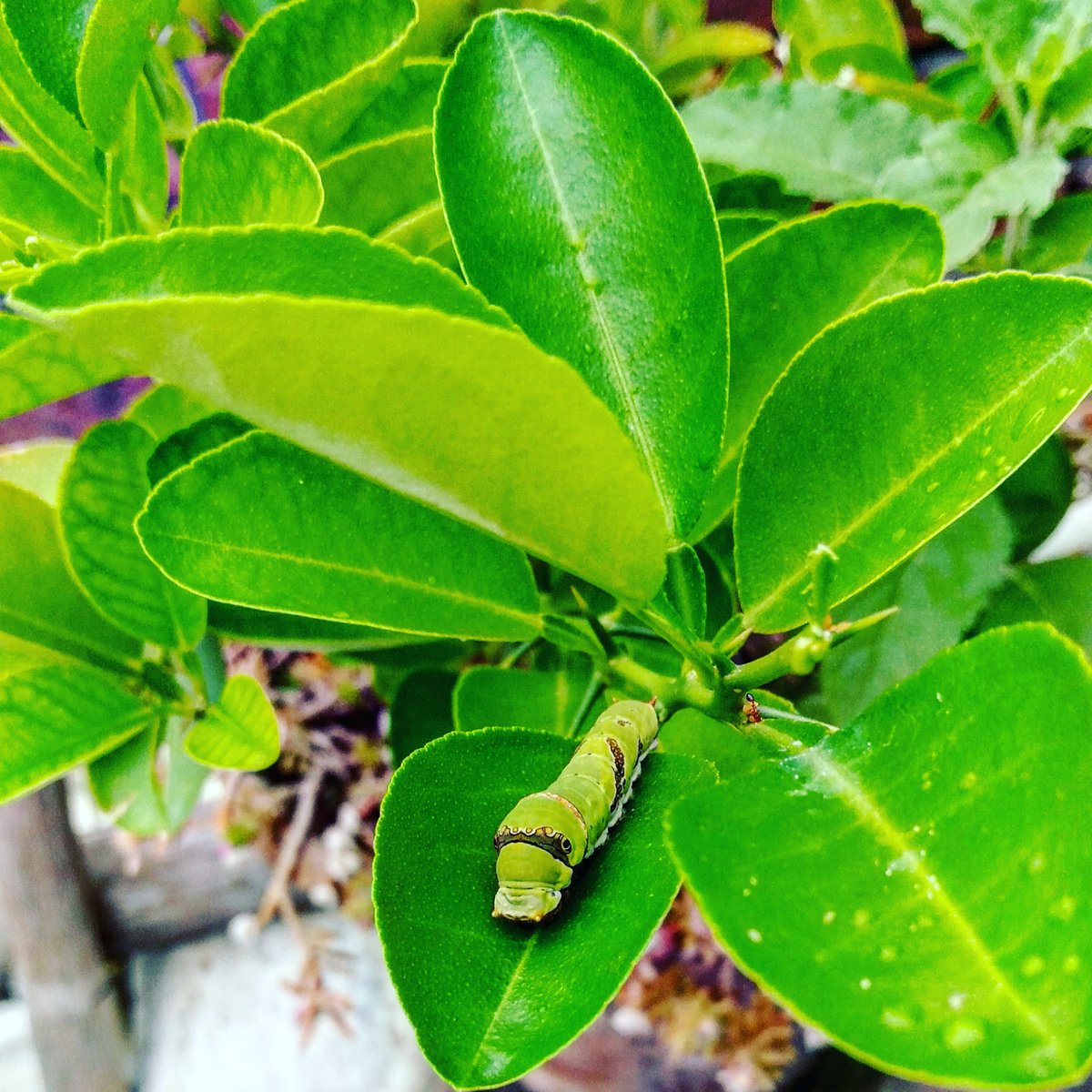 RahulMandrai17's tweet image. No filter #redminote10promax 
#photographylovers #NaturePhotography #trendingvideos