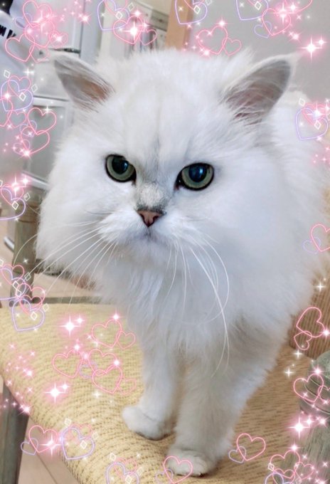 Twitterのコスプレ画像21