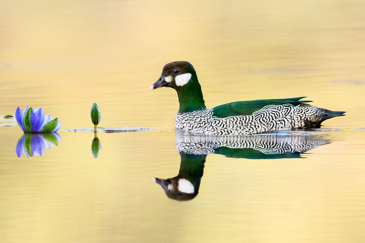 Jan Wegener tweet media