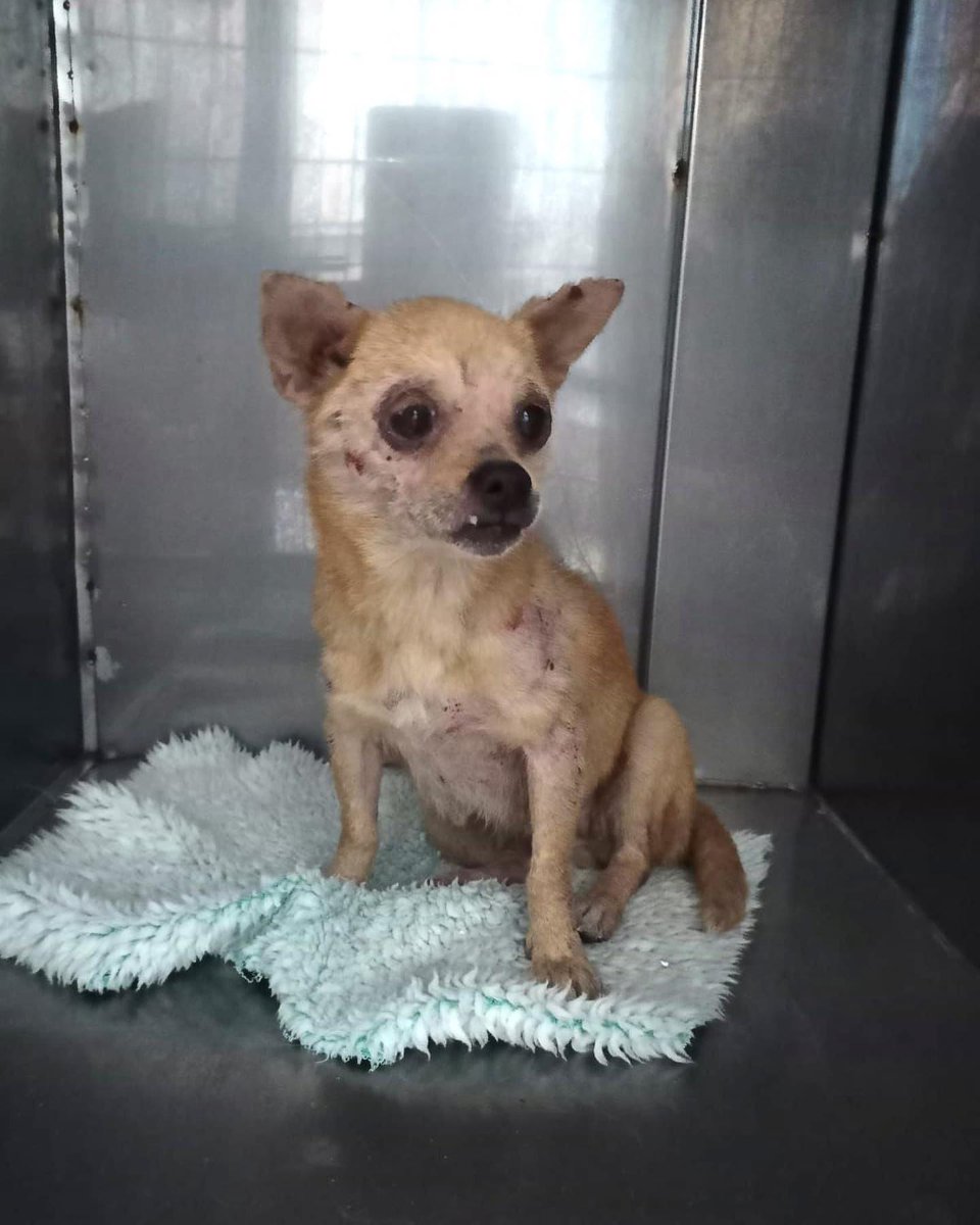 Wild at Heart Foundation tweet media