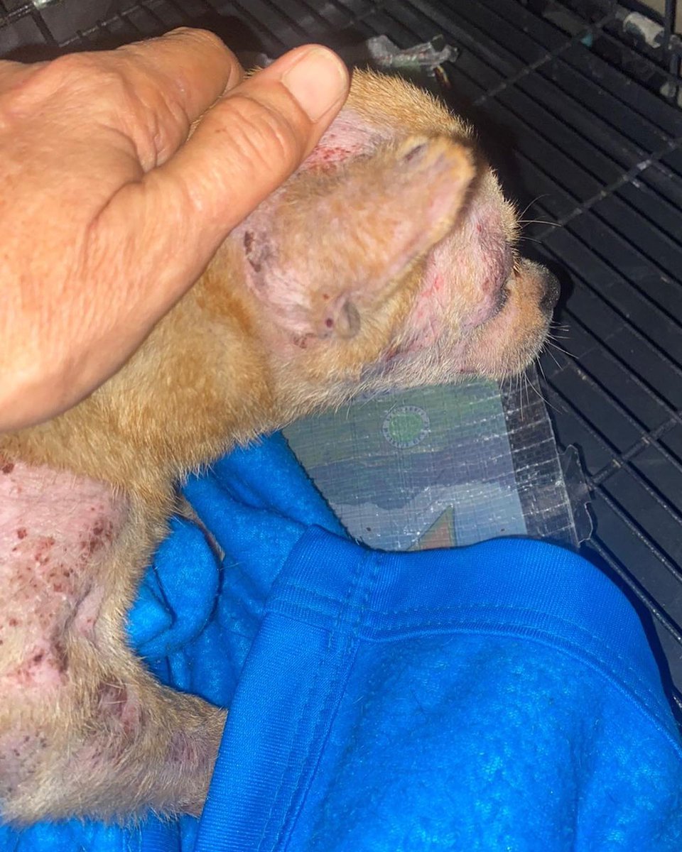 From abandonment in Bali, to being in the loving arms of adopters! The life chances of this little Chihuahua were turned around by Rhonda of Jet Set Petz. Help us to continue to change the lives of stray dogs in dire need.
Read more here: wildatheartfoundation.org/projects/