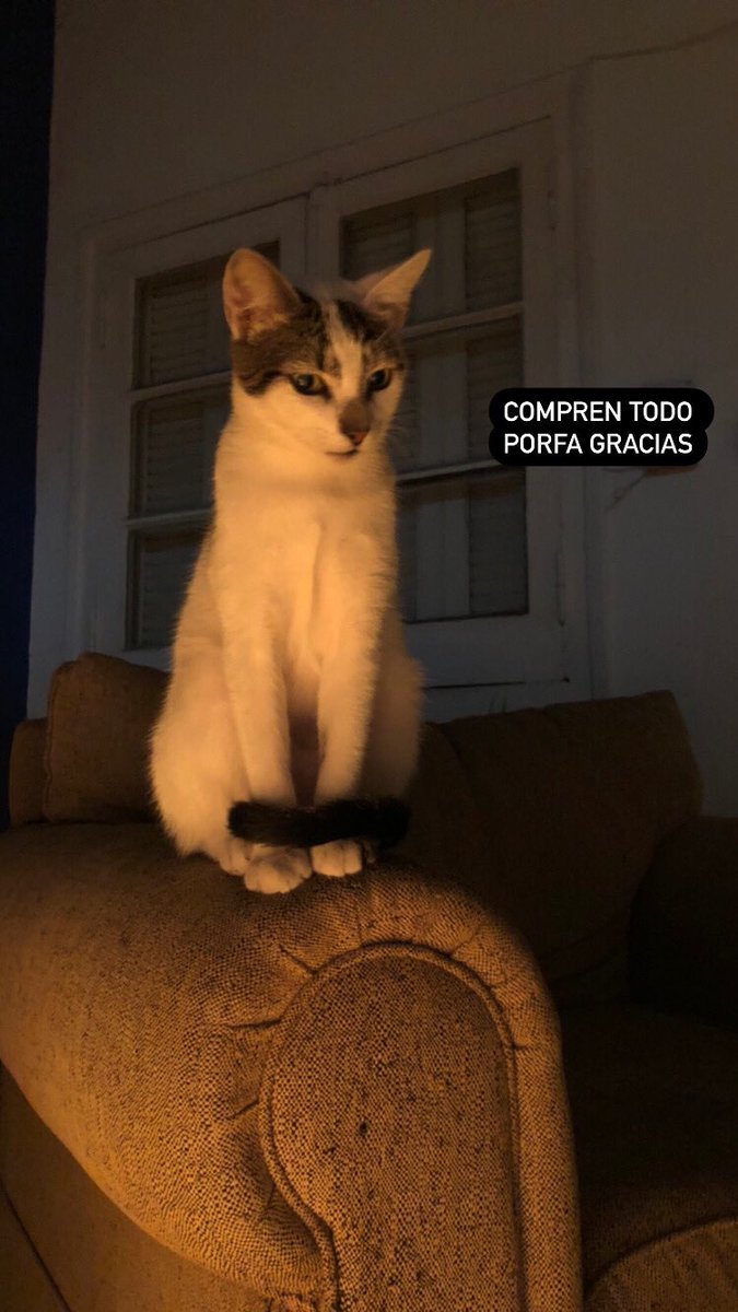 claudiarif's tweet photo. 2. Sofá individual de un cuerpo usado. Pequeños detalles en el tapizado.
El color es verde musgo.

250.000 Gs.

Su consulta no molesta ☺️ https://t.co/5ssx5s9Hkc