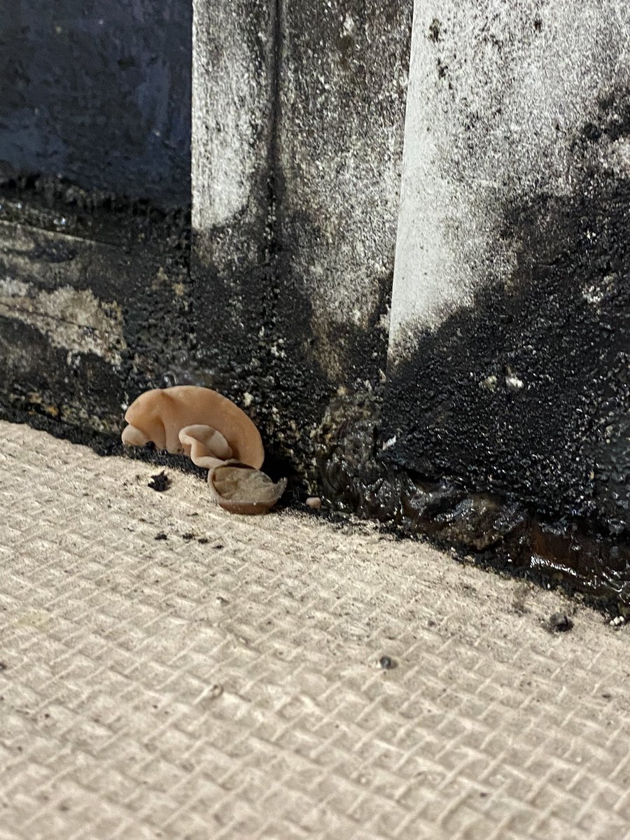 FlamentLeonie's tweet image. On en parle des salles de classes @univ_lille Il y a des champignons aux fenêtres ! 🍄