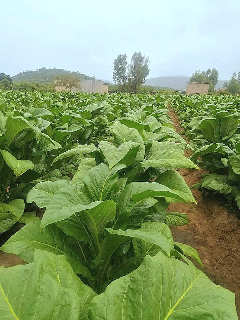 timb_zw's tweet image. First time tobacco grower with a good looking crop. With appropriate guidance you can do it too.