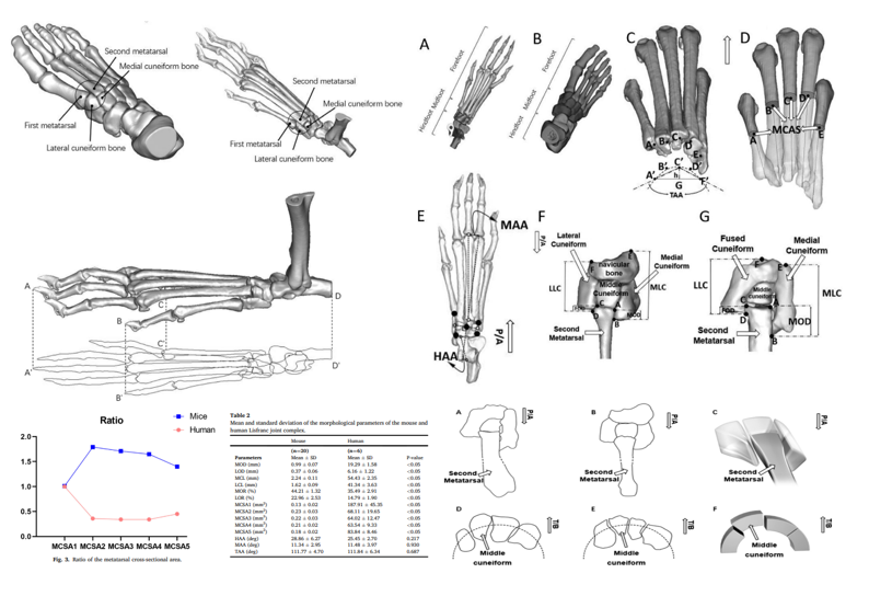 medntdj's tweet photo. A comparative study of the midfoot structure of humans and mice by CT measurement: Implications for employing a mouse model to study Lisfranc injury
https://t.co/ZJYym6S2ux
#MedTwitter #scicomm #MedEd #AcademicTwitter #Midfoot injury #Lisfranc injury #Musculoskeletal anatomy https://t.co/6nGI0Wypc2