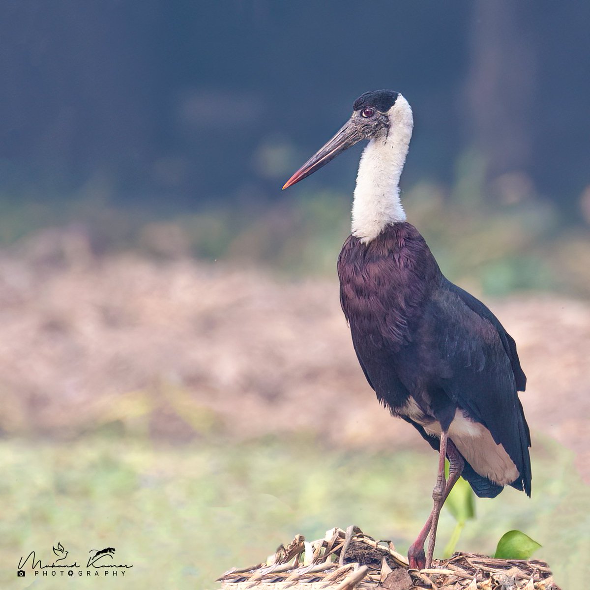 Wooly-necked stork 
Near Threatened (IUCN 3.1)
#IndiAves #photography #wildlifephotography #birds #wetlands #wildlife #bird #birds #birdwatching #BirdTwitter #birdphotography #birdoftheday #birdinflight #birdphotography  #natgeoindia  #birdsinindia #BBCWildlifePOTD 
@NikonIndia