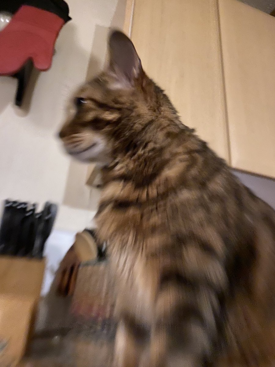 PiandNeko1's tweet photo. Let’s goooooooooo
#teambengal #teleport or #timetravel ? #countersurfer #nocatsoncounters https://t.co/7ESqssZNLG