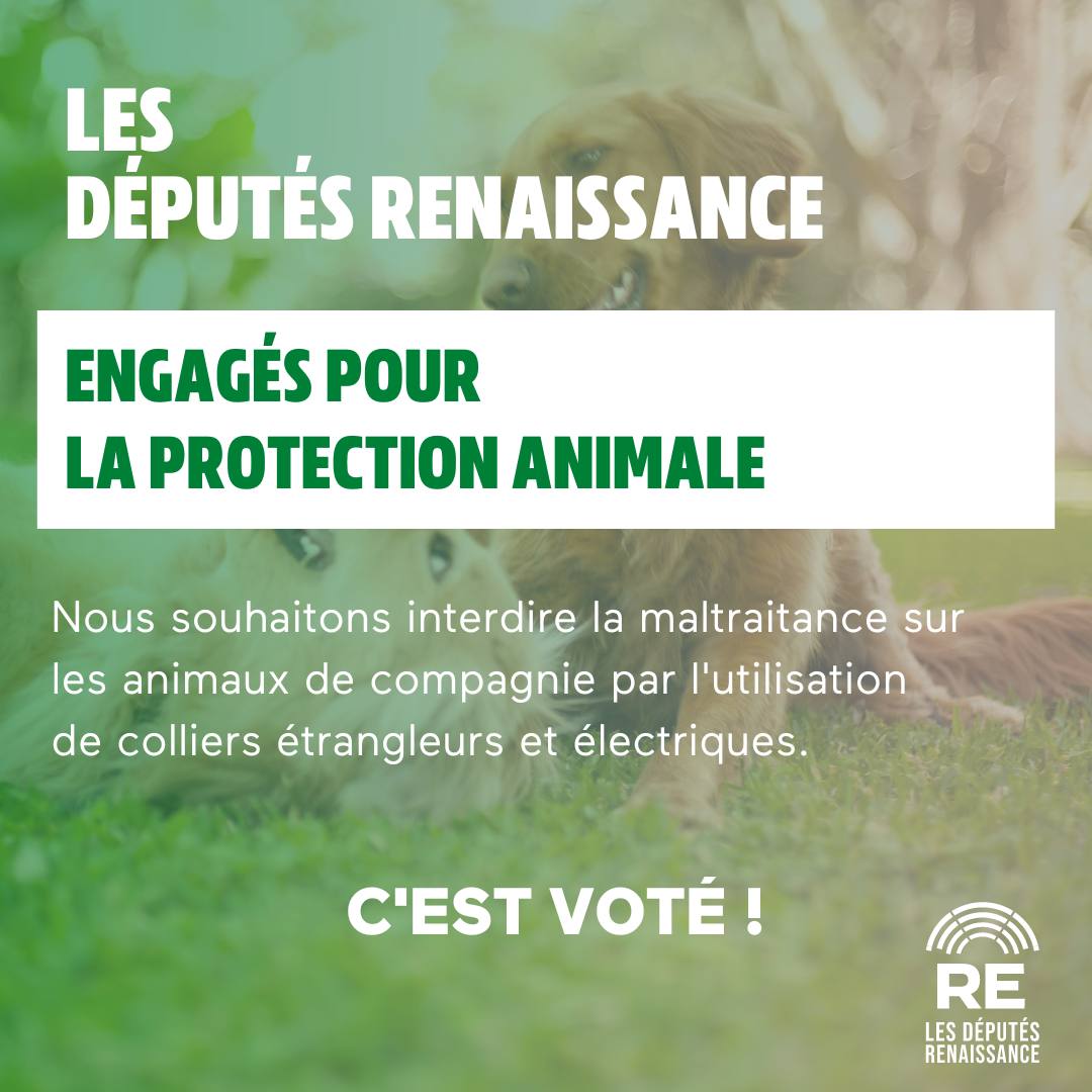 CorinneVignon's tweet image. A notre initiative, l' @Assembleenationale met fin aux colliers électriques et étrangleurs qui mutilent nos animaux domestiques ✅ #PPLAnimaux