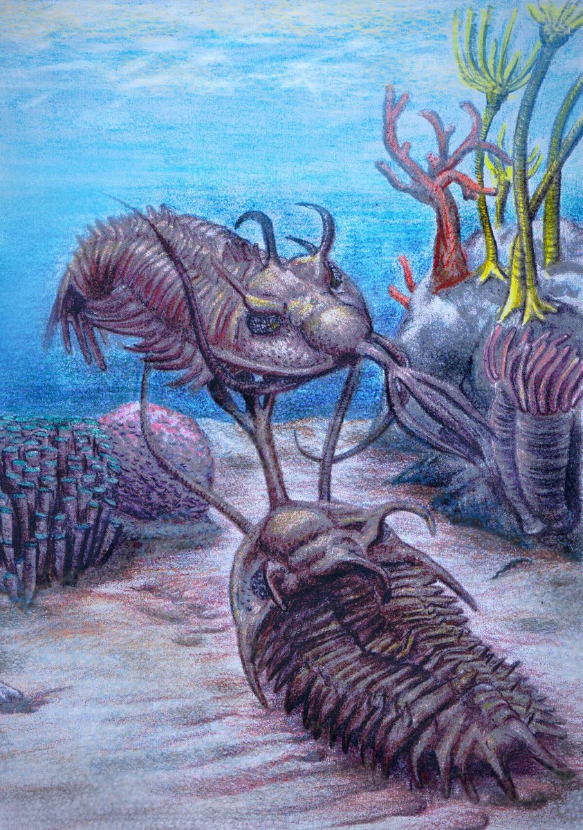 Out in PNAS! Our paper on jousting trilobites: sexual competition 400 million years ago