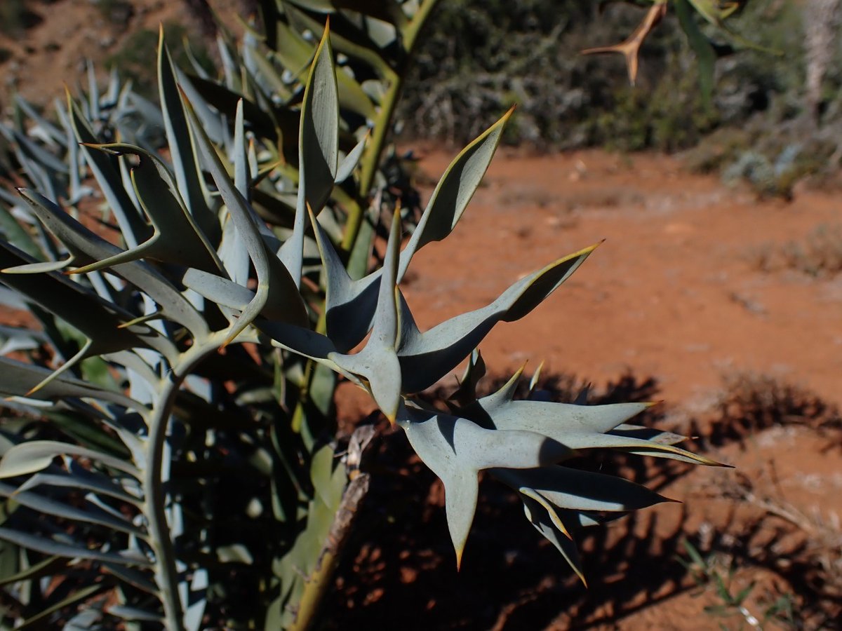 BotSocSA's tweet photo. First #TreeTuesday of the year features a jewel of unusual SA flora: the Eastern Cape Blue Cycad (Encephalartos horridus). The rigid curling &amp; distinct blue-green colouring of the leaves (and bluish cones) make this #Endangered tree very attractive. Photo credit: @adriaan_grobler https://t.co/xE3UyTAciQ