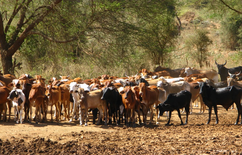 GALVmed's tweet photo. #DYK Foot and Mouth Disease is endemic in Africa, the Middle East and Asia, and in very limited areas of South America ๐
The @AgResults #FMDproject incentivises #vaccine development and uptake ๐ in Eastern Africa to mitigate and control the disease: https://t.co/fI3vpLqVZC https://t.co/G8WxSd0TDe