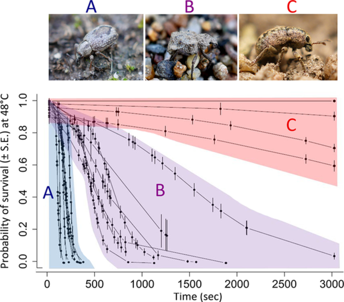 Ecol_Ent's tweet photo. #Comparative assessment of heat #tolerance in #weevils associated with a #fire-prone #ecosystem
#OpenAccess

https://t.co/vH02jEttG1

#Bogert #effect #fynbos #heat #knockdown #thermolimit #respirometry #insect #Coleoptera https://t.co/R8r03LHoAf