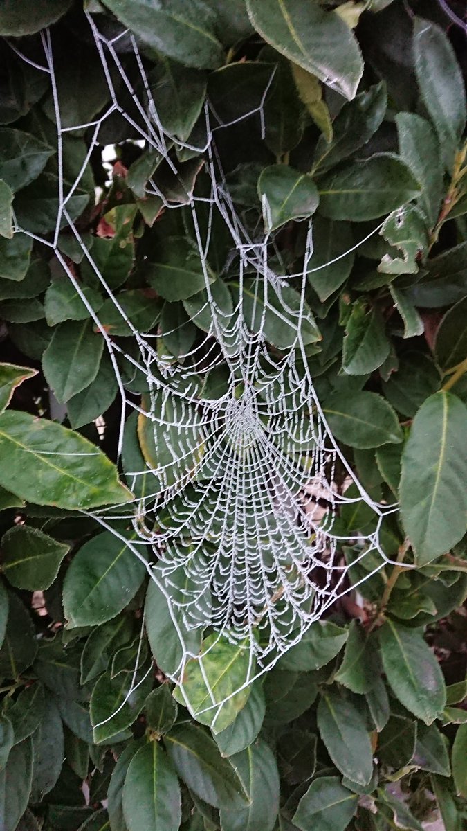 Winter mood 🕷 ❄