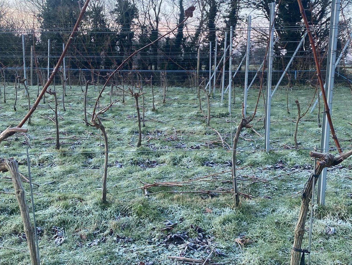 What a beautiful morning in the Waveney Valley. Sunrise and pruned vines standing to attention, ready to be tied down for the forthcoming season. #waveneyvalley #englishvineyard #frostymorning