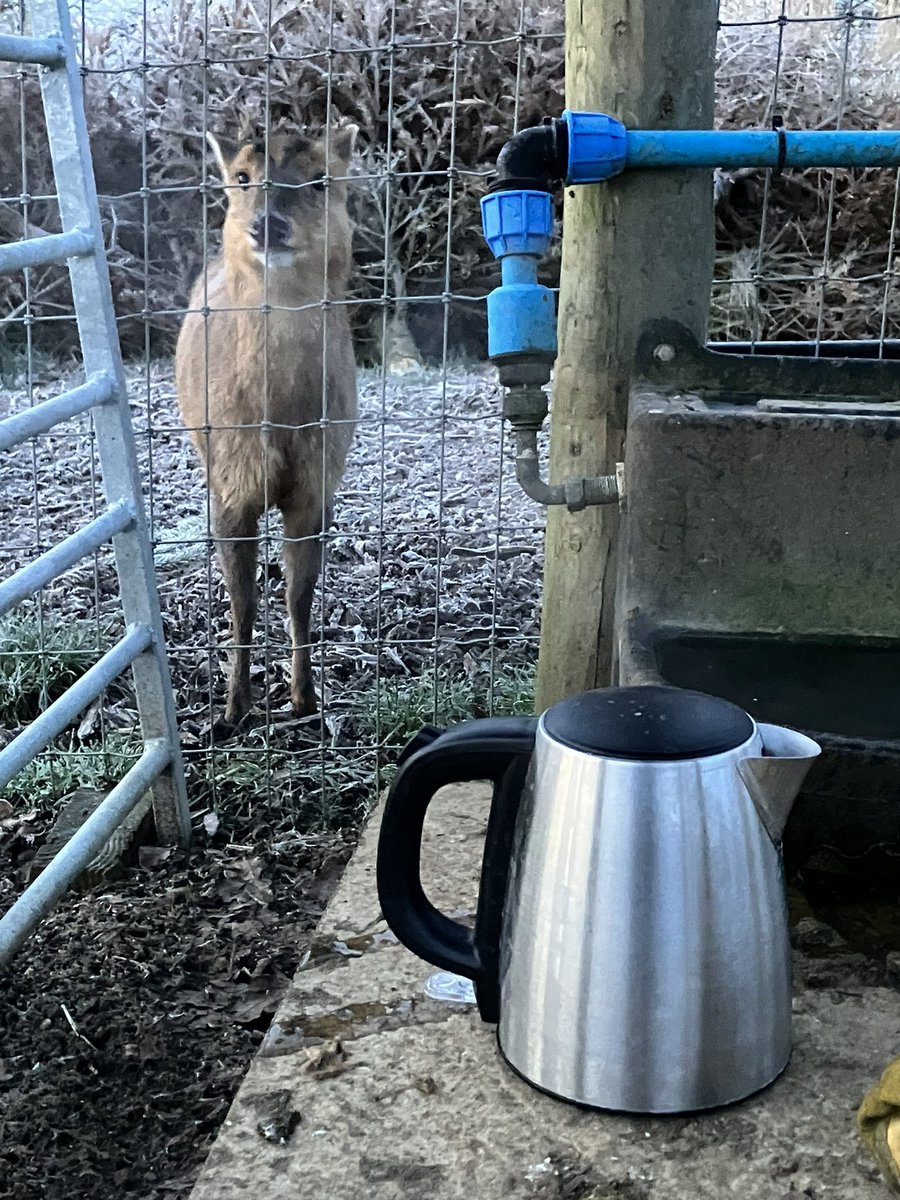 Charlie533080's tweet photo. Thawing out the chicken’s water feeder early this morning under the expectant eye of a neighbouring Muntjac 🦌.  Rather lovely winter scene @RadleyCollege Countryside Centre. https://t.co/qTqBlI3VuV
