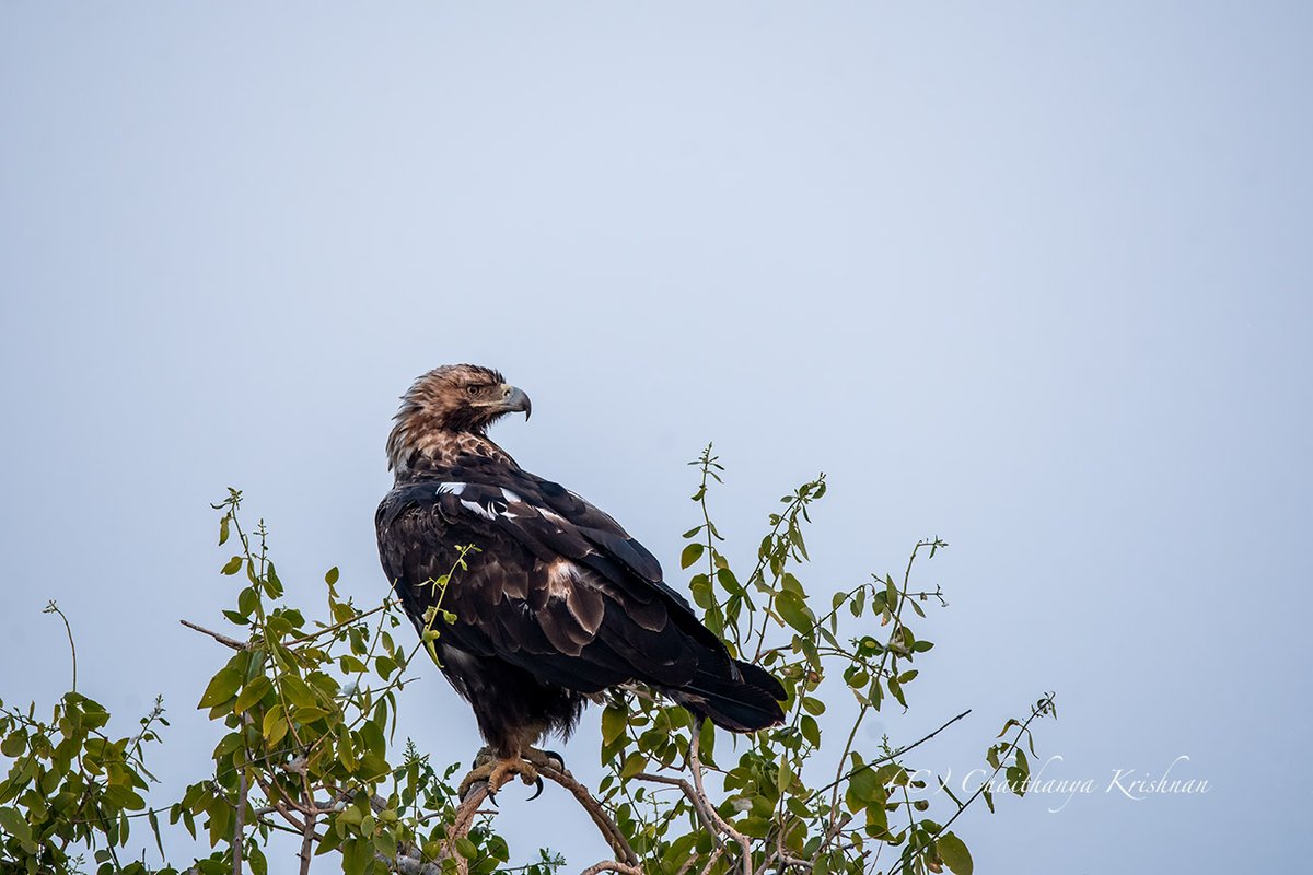 Chaithanya krishnan tweet media