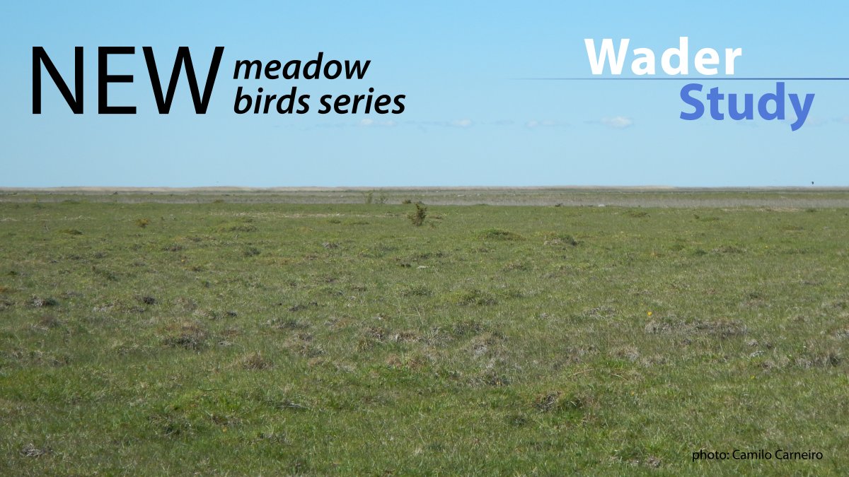 WaderStudy's tweet photo. Meadow-breeding waders in France: Population sizes, distribution and conservation challenges
by Joyeux et al.
https://t.co/nfZcAezdZ1
#waders #shorebirds #ornithology #openaccess https://t.co/RISd9mPAx0
