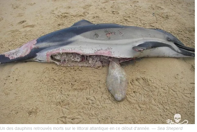 AuCoeurAnimaux's tweet image. L’ONG Sea Sheperd révèle avoir découvert, cinq cadavres de dauphins « sévèrement mutilés et éventrés » sur la plage du Grand Crohot, sur le littoral du Bassin d’Arcachon (Gironde). « La mer n’en finit plus de rejeter les cadavres de dauphins, capturés par les engins de pêche.