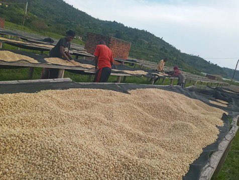 Are you into #CoffeeSector? 

Meet  people in coffee value chain at #WCPF2023 to explore how we can work together to ensure sustainable #CoffeeProduction, the achievement of the Sustainable Development Goals, and farmers’ prosperity. #RwandaCoffee
 
See details & register 👇