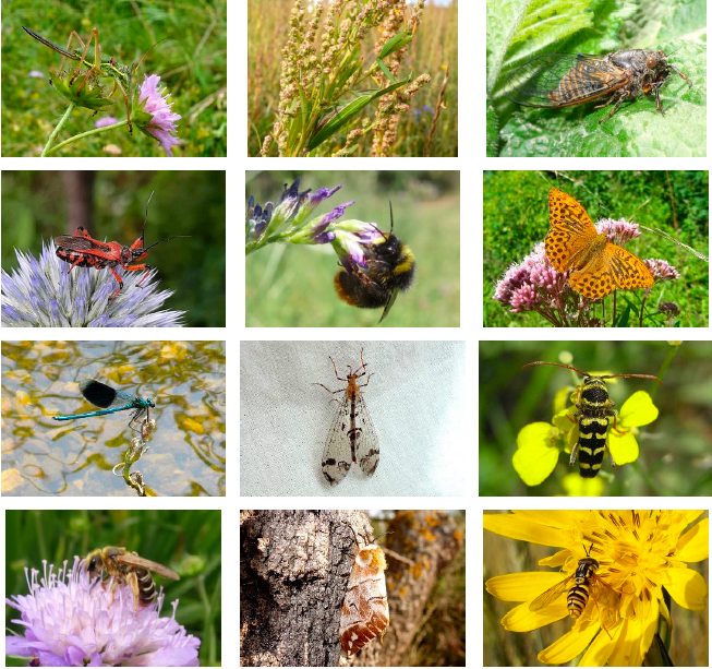 #Insektensterben abgesagt? In AUT haben sich 22 Insekten-Fachleute auf 309 Testflächen die Populationsentwicklungen der verg. 30 Jahre angeschaut. Ergebnis: #Artenvielfalt stabil! Aber: Im Schnitt 1/4 der Arten durch andere ersetzt. Grund: #Klimawandel.
👉🏽dafne.at/content/report…