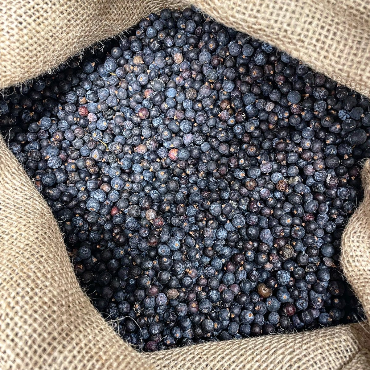 Fresh juniper delivery! 🫐
#botanicals #craftdistillery