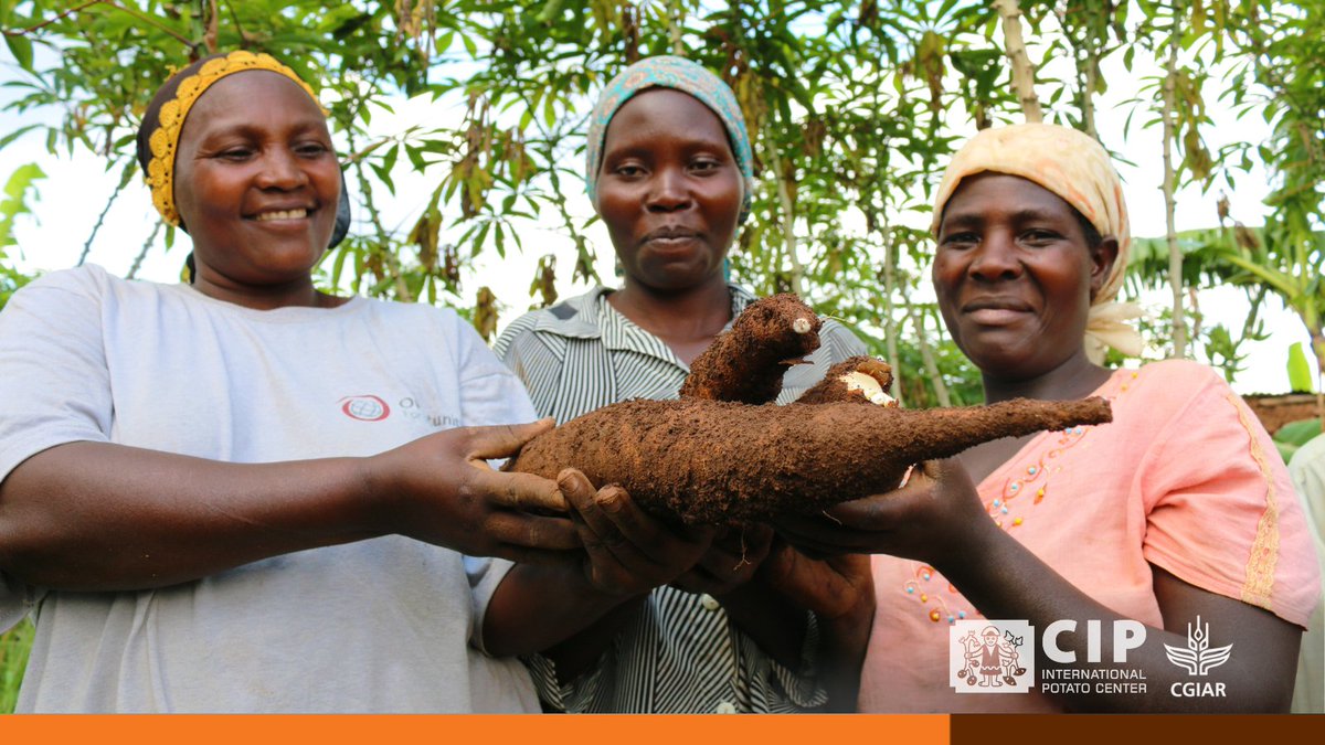 #DYK women make up 40% of the global agricultural 🌱 work force?

Ensuring new crop varieties are tailored for both women and men is essential #FoodSecurity.

👉🏽 bit.ly/PB-CropsWomenA…

#OneCGIAR

🔸 <a href="/CGIAR/">CGIAR</a>
🔸 @CGIAR_EiB
🔸 <a href="/irri/">IRRI 🌾</a>