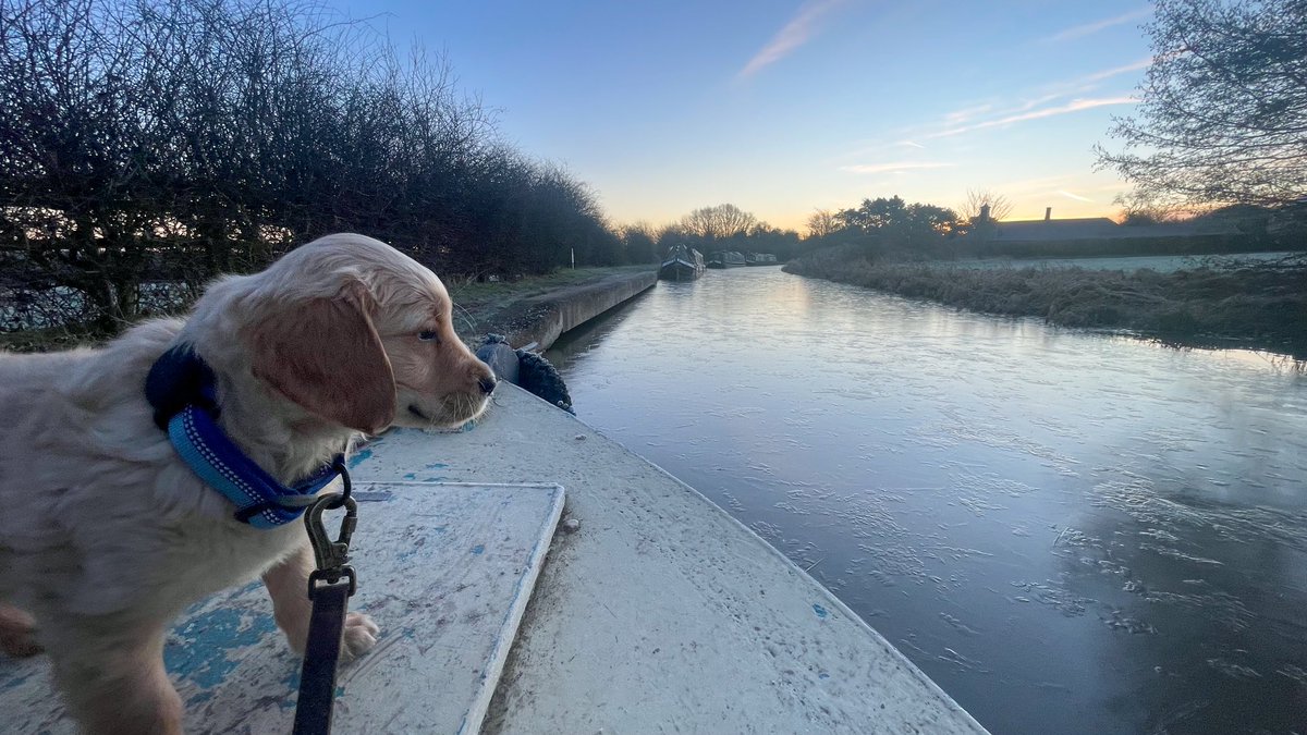 Day 3 for Finlay onboard #nbwilltry along the Coventry Canal with a lovely sun rise #boatsthattweet #lifesbetterbywater #petphotography #dogphotography #outdoorphotography #canalphotography #goldenretriever ⁦@CRTBoating⁩ ⁦@CRTWestMidlands⁩ ⁦@CRTContactUs⁩