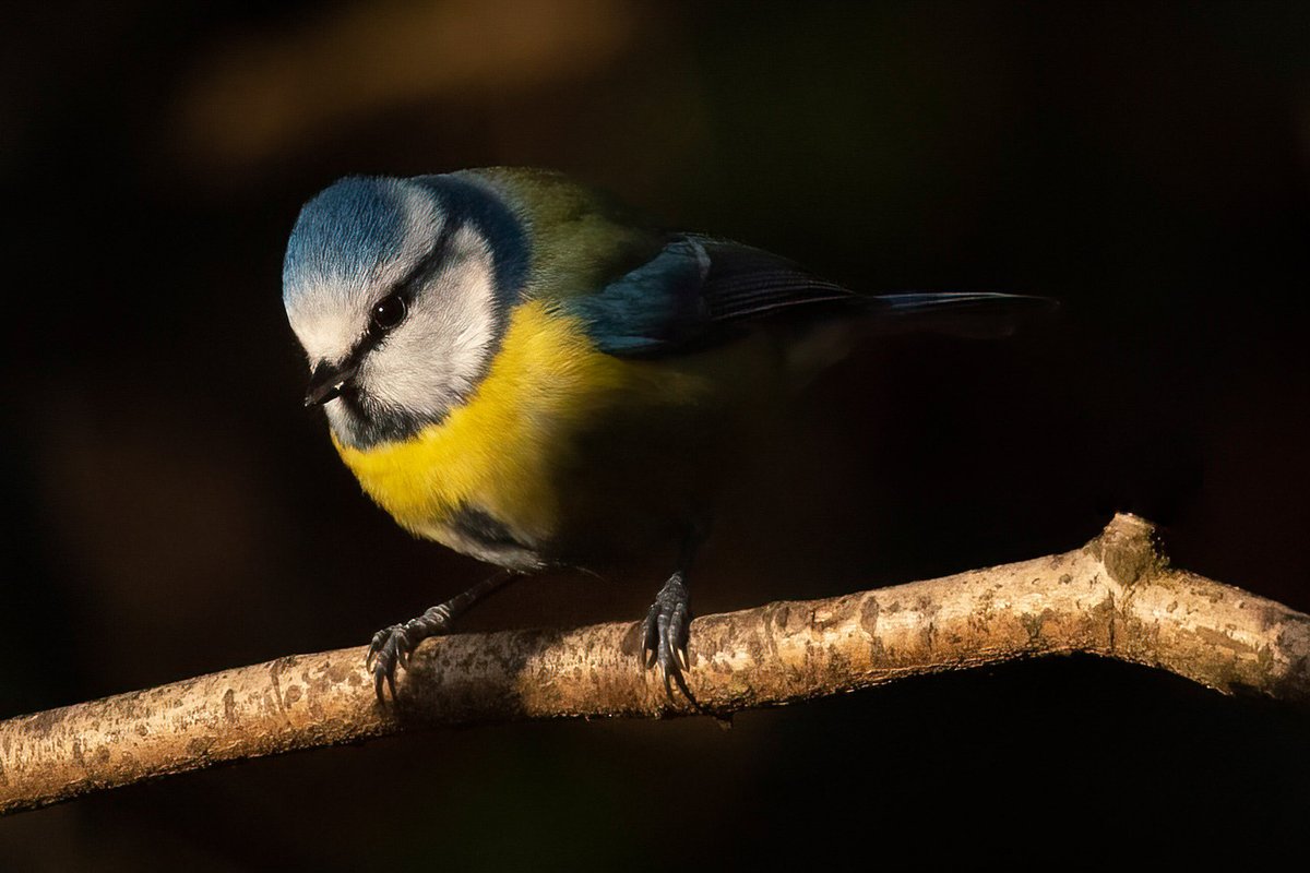 SimonGray14's tweet photo. Trying to get to know the birds in the garden better at the minute, the Blue Tits are definitely some of the most curious! @UlsterWildlife @RSPBNI @BTO_NIreland #bluetit #letnaturein https://t.co/VHnu98y7UJ
