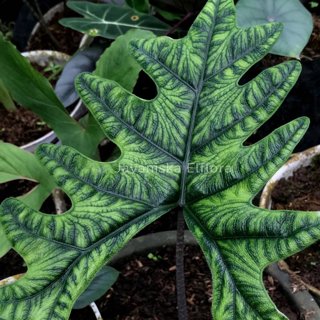 Do you hug plants? 🌱
#alocasiajacklyn #alocasiatandurusa #alocasia #aroid