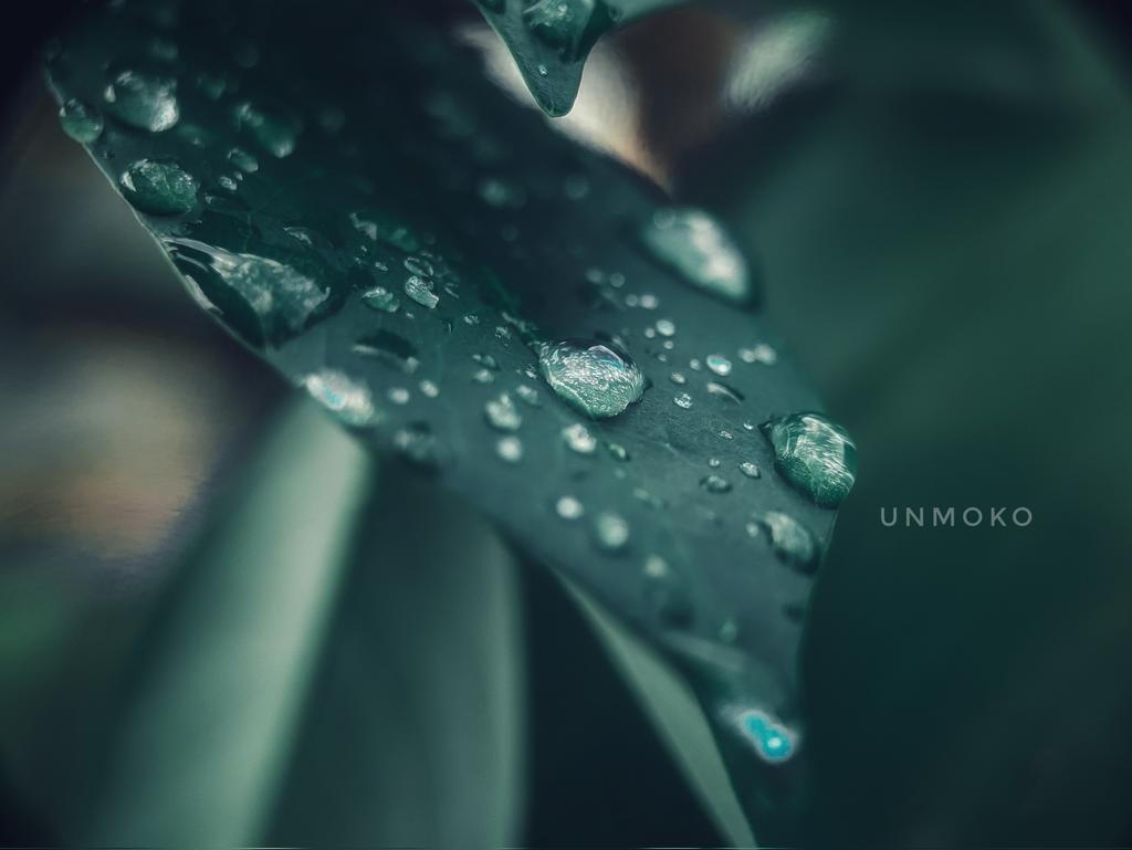 UMokolintad's tweet image. NATURAL

#natural
#photophone
#redminote8
#lightroom