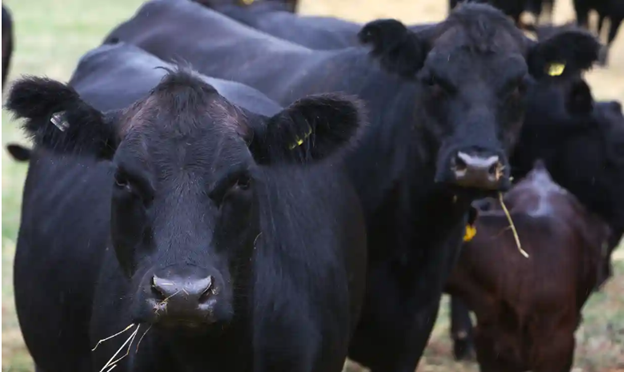 NovaTrade_'s tweet photo. #Australian beef and veal exports slumped to a 19-year low in 2022 as farmers rebuilt #livestock numbers after years of wild weather, #inflationary pressures, and labor #shortages. Total #beef #exports reached just 854,592 tons in 2022; the lowest they have been since 2003. https://t.co/sO8XZyw0Nb
