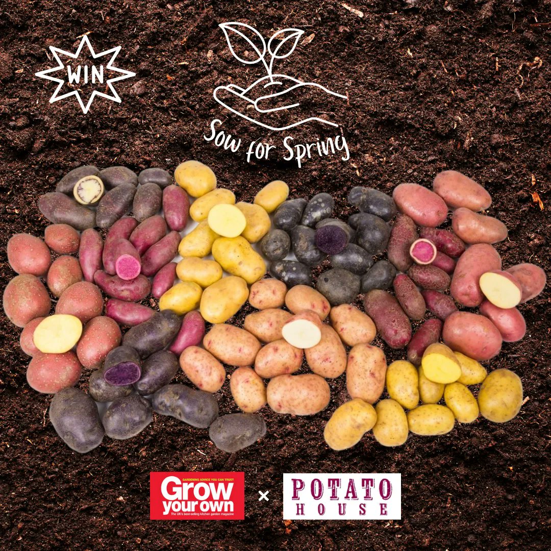 GYOmag's tweet photo. WIN! Our first #SowforSpring Instagram giveaway has just gone live! 🌱

Check out our latest Instagram post for the chance to win a 2 x 6 tuber nets of your choice from @PotatoHouseUK! You could be one of five winners! 🥔

👇

https://t.co/pZRfDj2R6n

#growyourown #gardening #win https://t.co/EKNsAfP5AF