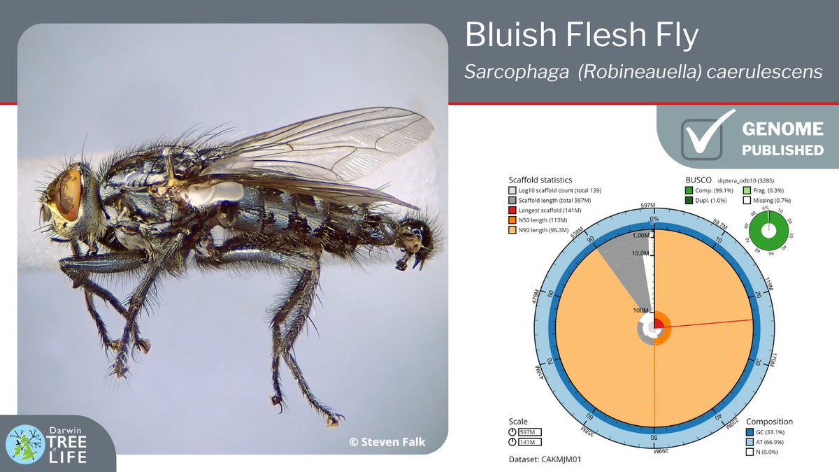 Our latest #DarwinTreeOfLife #GenomeNote: the bluish flesh fly (Sarcophaga caerulescens) 🪰 Thanks to @StevenFalk1 @GenomeWytham @OxfordBiology @NHM_Science @SangerToL John Mulley & all who helped generate this #genome🧬 📑 Read more @WellcomeOpenRes: wellcomeopenresearch.org/articles/8-17