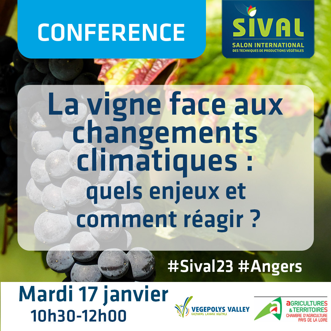 SIVAL_ANGERS's tweet photo. 🎤 RDV Salle Maine à 10h30 avec @ChambagriPdL et @VEGEPOLYSVALLEY pour la conférence :
🍇La #vigne face aux changements climatiques : quels enjeux et comment réagir ?
@CLIMATVEG @UMR_LETG @vinsdeloire
💻 https://t.co/7yJpIfdtjW
#vin #adaptationclimat #climat #sival23 https://t.co/haszyw50vK