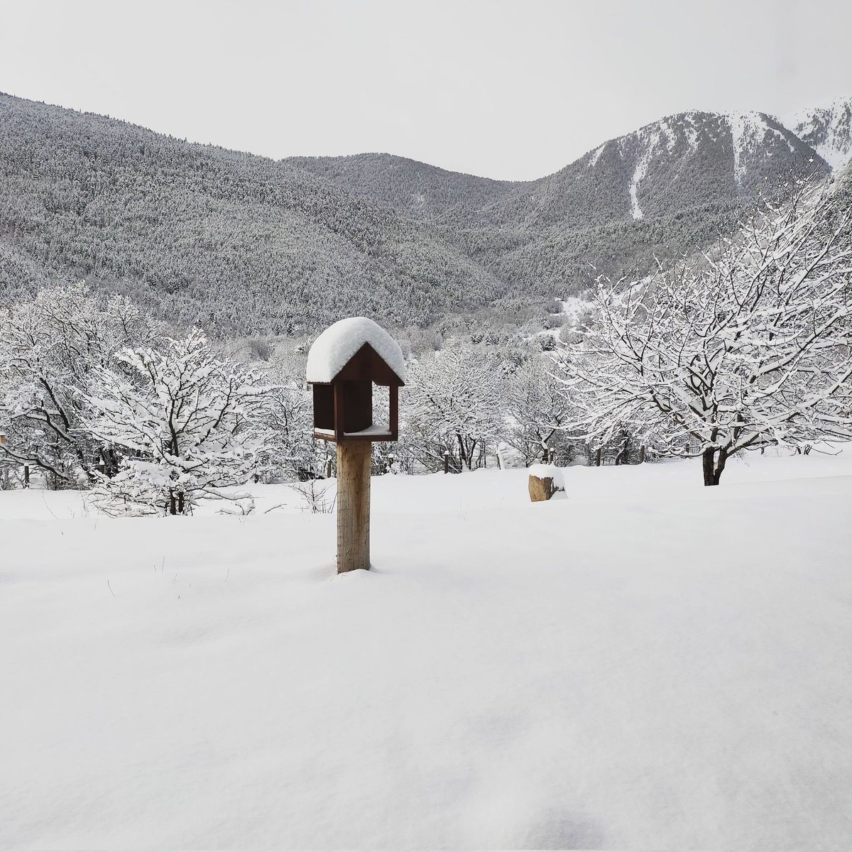Més de 20cm tenim ja a Les Planes de Son