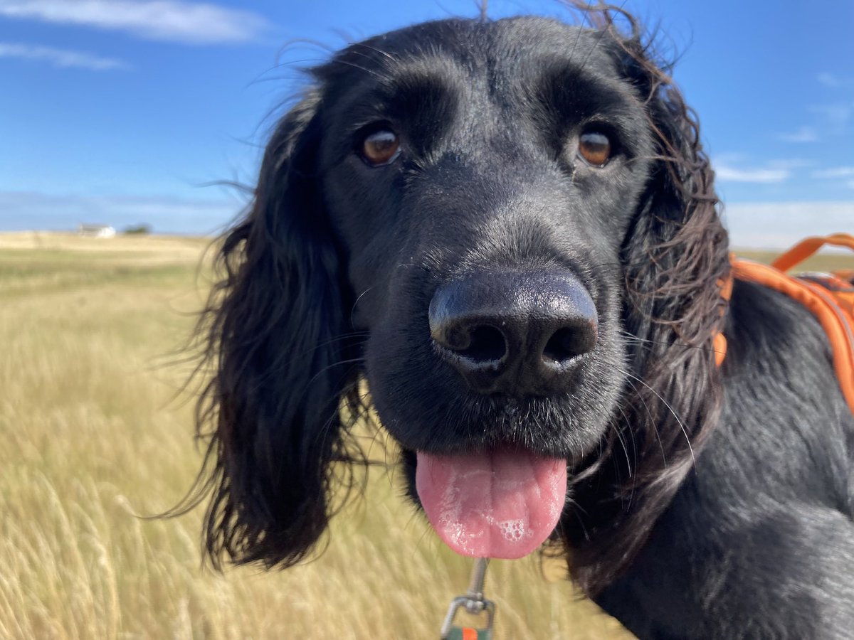 PiperSprocks's tweet photo. Iz my #tongueouttuesday from the #beforetime wen it was hot and bloo sky and not always rayn or ice. There wer 🌸 and icykreem and pawdlings pools. Was furever ago. #dogsoftwitter https://t.co/vmdEKQW4bE